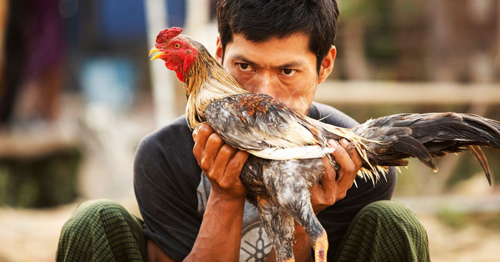 Battlecock Gamefowl Breeder