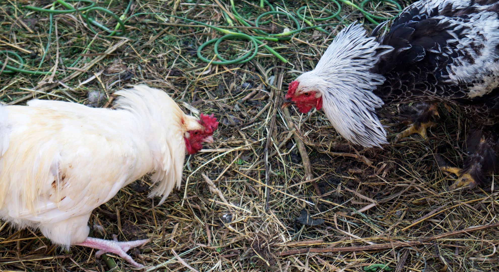 Battlecock Breeding & Priming Program: Your Ultimate Guide to Champion Gamefowl Conditioning