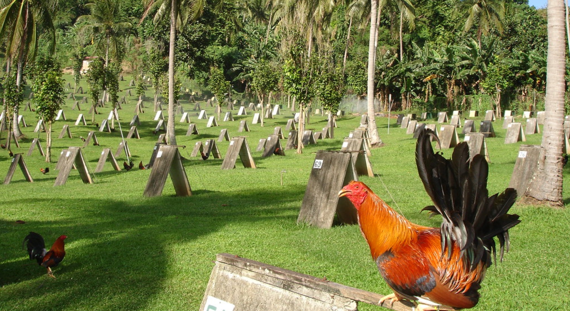 Battlecock 21 Days Conditioning Guide: Power-Prep Your Roosters for Peak Performance